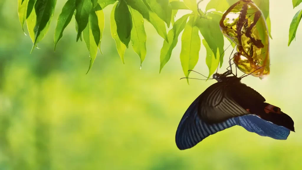 influência das mudanças de estações